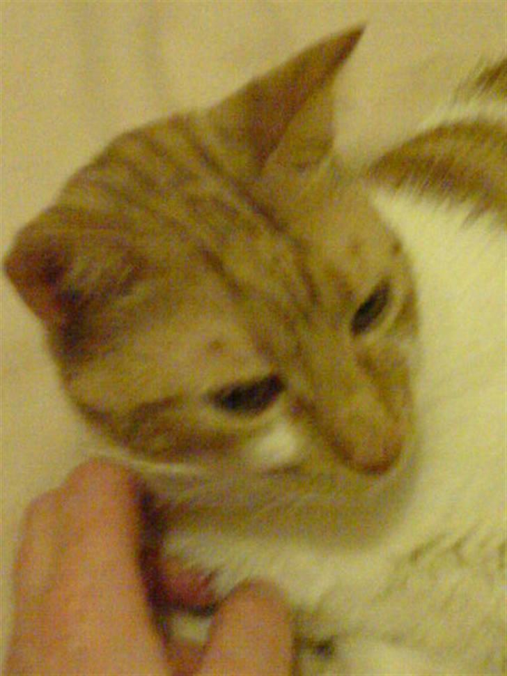 Huskat Mille - Og jeg vil også gerne kæles lidt :-) billede 6