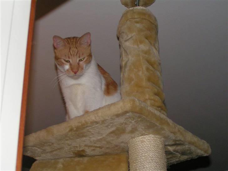 Huskat Mille - Mit klatretræ :-) billede 7