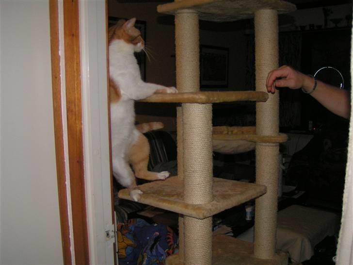 Huskat Mille - Lad os bare lege :-) billede 8