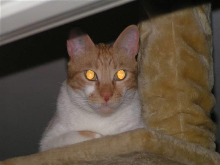 Huskat Mille - Ja ja, jeg ved hvad I laver :-) billede 9