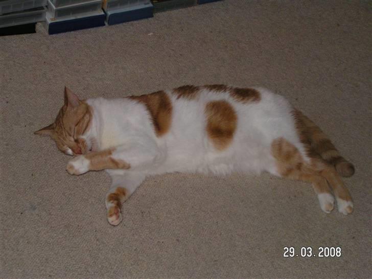 Huskat Mille - Man kan godt blive lidt træt af al den legen :-) billede 10