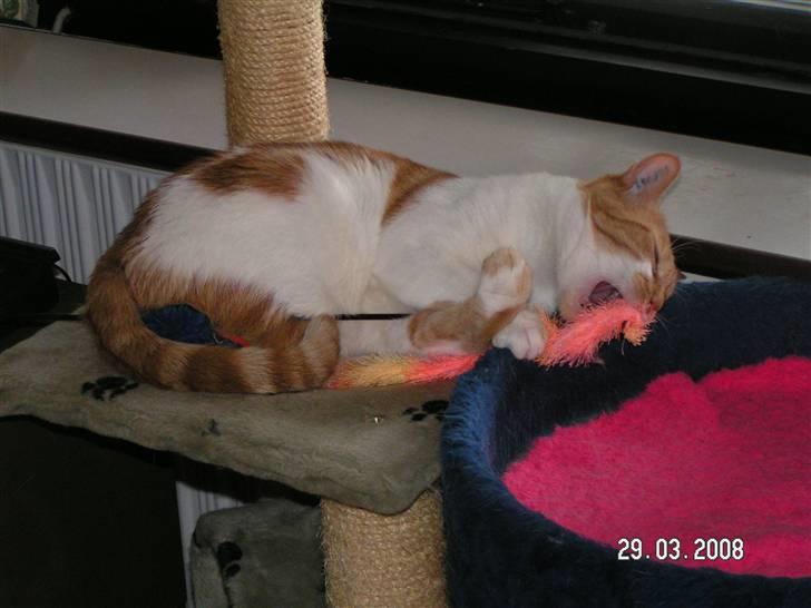 Huskat Mille - Men det forhindrer mig ikke i at lege igen :-) billede 11