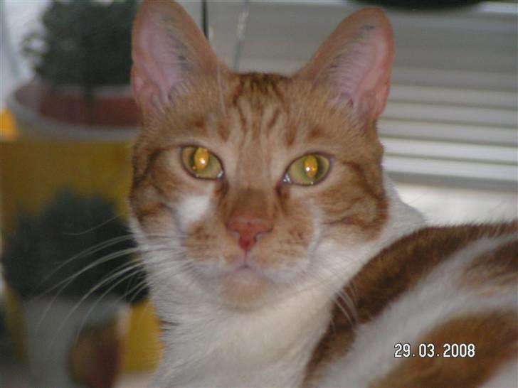 Huskat Mille - Hvad vil du nu??  Er vi ikke færdige med at fotografere??   billede 12