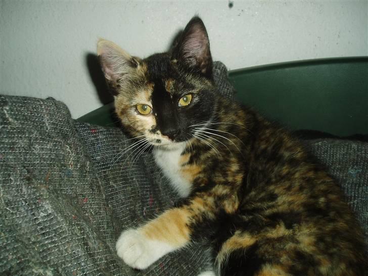 Blanding af racer Caramella  billede 14