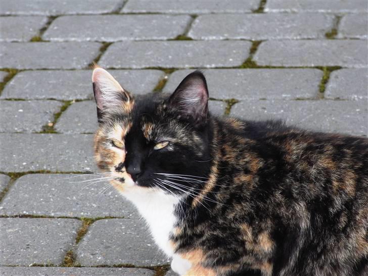 Blanding af racer Caramella  billede 15