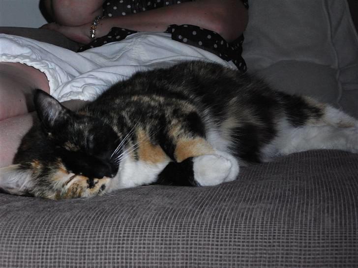 Blanding af racer Caramella  billede 16