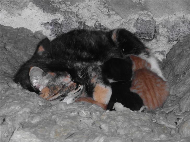 Blanding af racer Caramella  billede 17