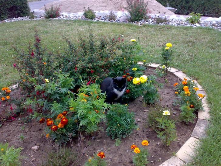 Huskat Futte - bror til manse - jeg seder i mors blomster og hygger mig<3;) billede 11