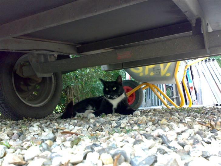 Huskat Futte - bror til manse - se min hule<3:p billede 13