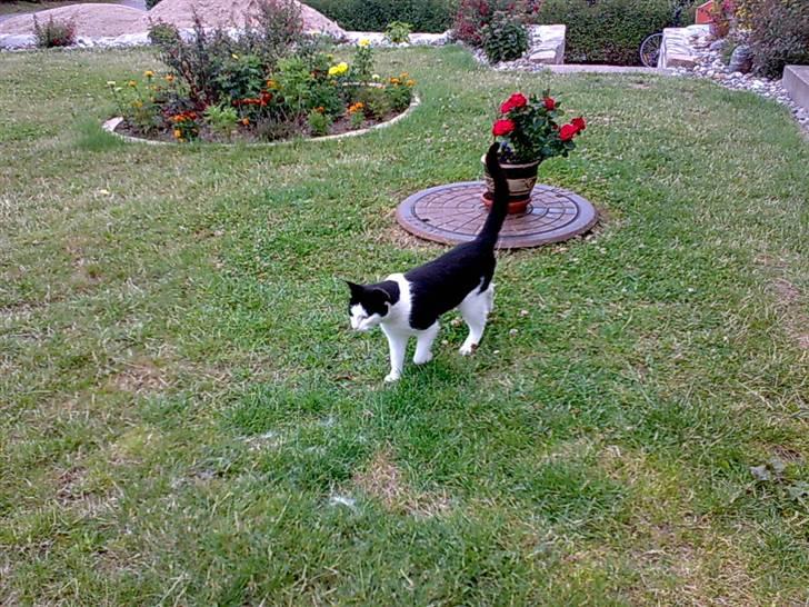 Huskat Manse - Bror til futte - så tutter vi en tur hen over haven det er sjovt og hyggelidt<3 billede 11