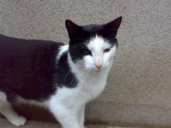 Huskat Manse - Bror til futte - hva så hvad laver du der billede 12