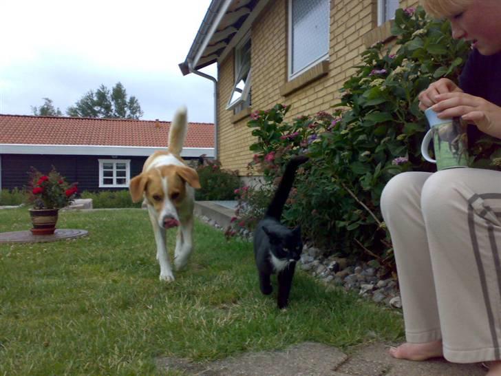 Huskat Futte - bror til manse - her er jeg sammen med min store ven kato  billede 14