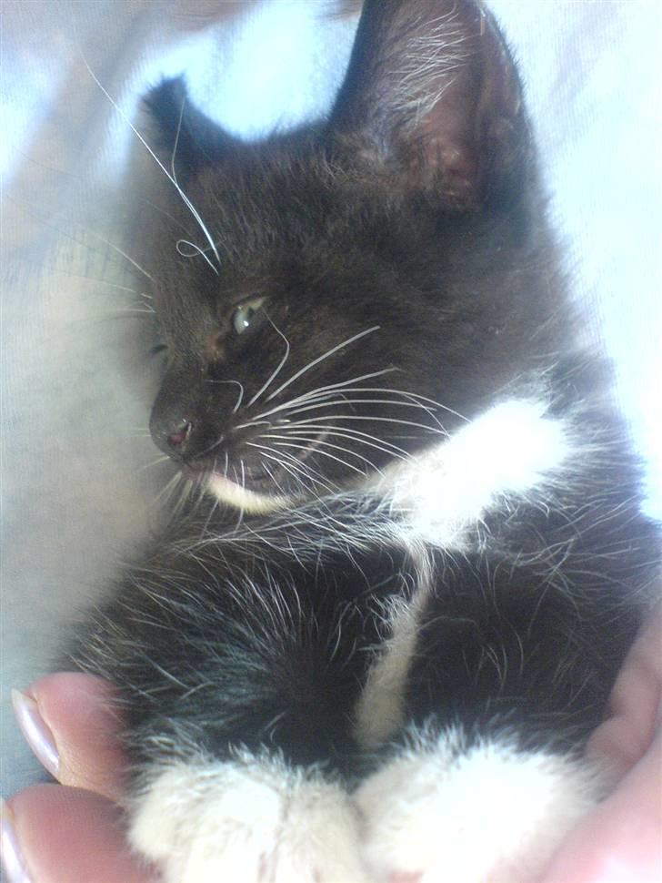 Norsk Skovkat Ludvig - Velkommen til Ludvigs profil [: <3 Han er ikke så gammel endnu, så han er lidt svær at fange på kamaraet, flere billeder kommer [:  billede 1