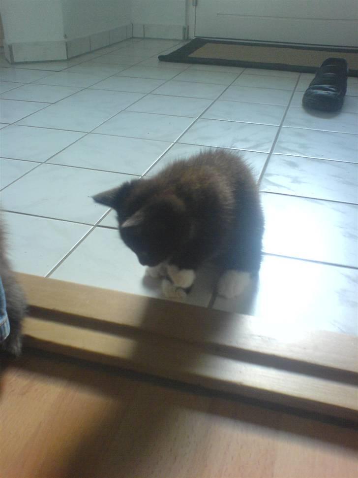 Norsk Skovkat Ludvig - Ludvig opdager dørtrinnet [; <3 billede 2