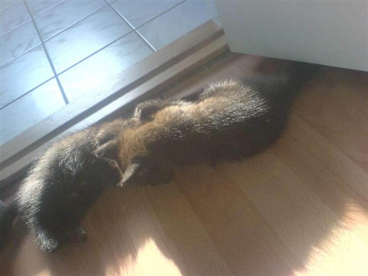 Norsk Skovkat Ludvig - Ludvig er ved at tæve søskene [;  billede 3