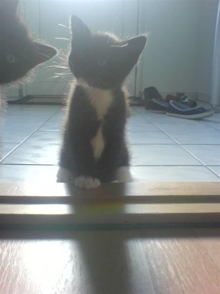 Norsk Skovkat Ludvig - Ludvig har fået øje på noget spændende, og han søster kigger med [; billede 4