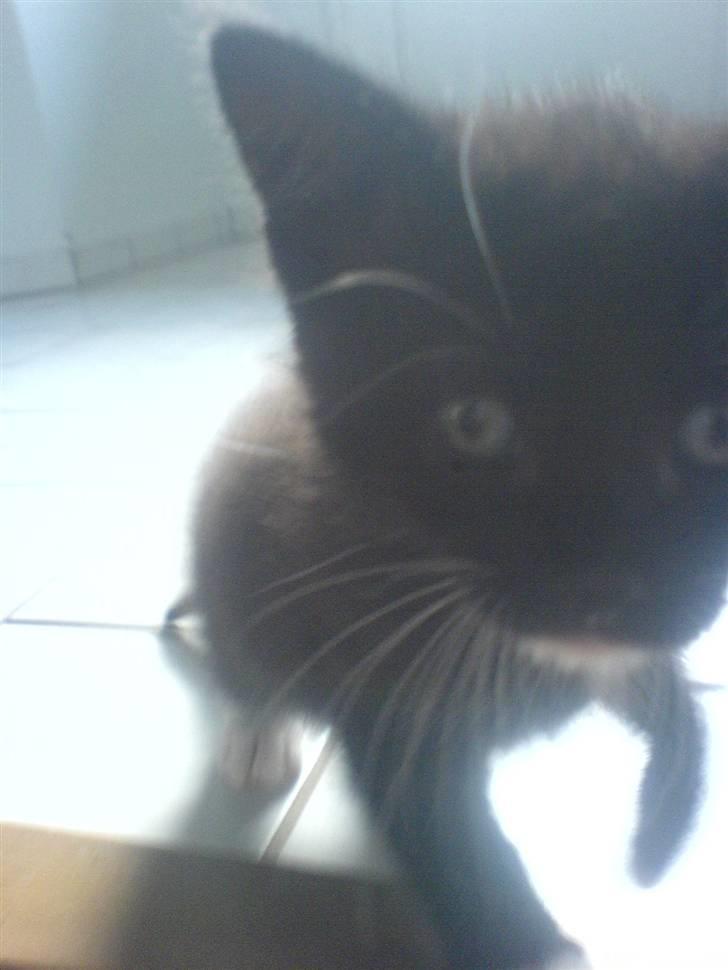 Norsk Skovkat Ludvig - Ludvig har opdaget snoren på kamaraet, Ups [: billede 5