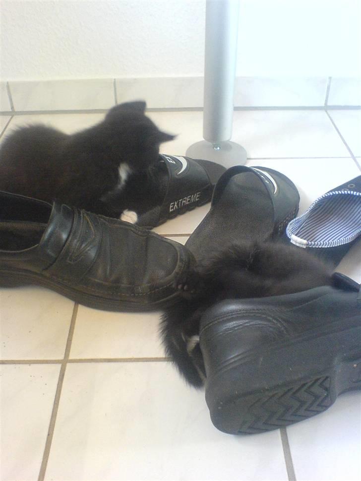 Norsk Skovkat Ludvig - Ludvig i en brag kamp mod mors klipklap [; Hans søster er længere nede, næsten helt inde i en sko [:  billede 6