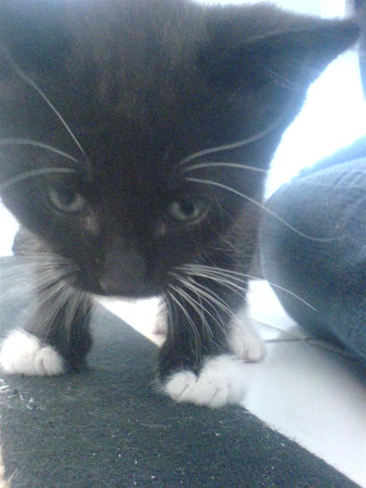 Norsk Skovkat Ludvig - Ludvig vil meget gerne have fat i snoren på kamaraet [; <3 billede 7