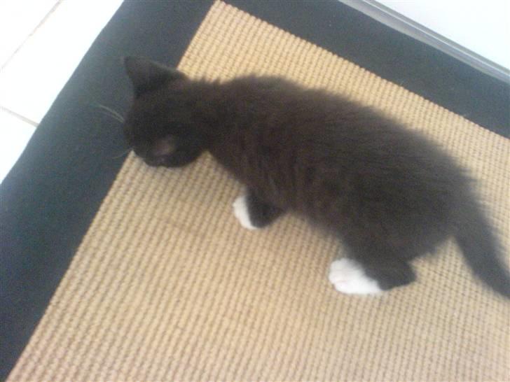 Norsk Skovkat Ludvig - Ludvig undersøger måtten [; <3 billede 8