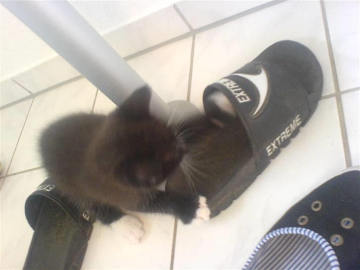 Norsk Skovkat Ludvig - Endnu et billede af Ludvig i sin brage kamp mod klipklappen [;  billede 9