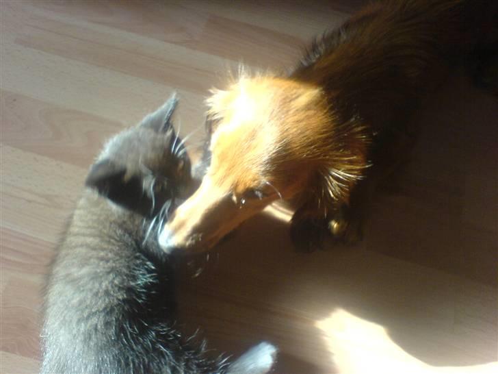 Norsk Skovkat Ludvig - ludvig leger med Felix[:  billede 11