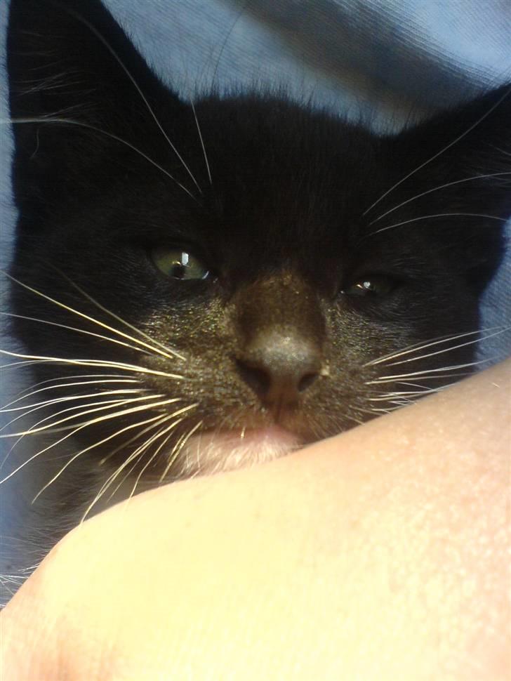 Norsk Skovkat Ludvig - Hej putte [: <3 billede 12