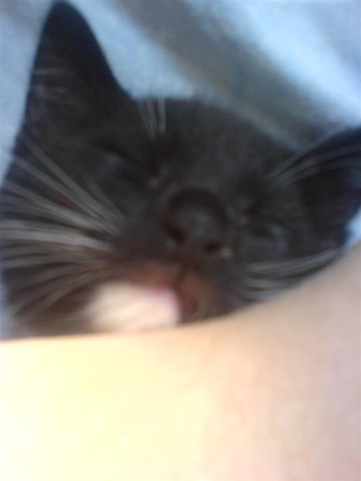 Norsk Skovkat Ludvig - Ludvig er træt [; <3 Tak for kigget [: - Lig gerne en bedømmelse og en komentar <3 billede 13