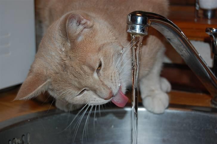 Blanding af racer Luka billede 15