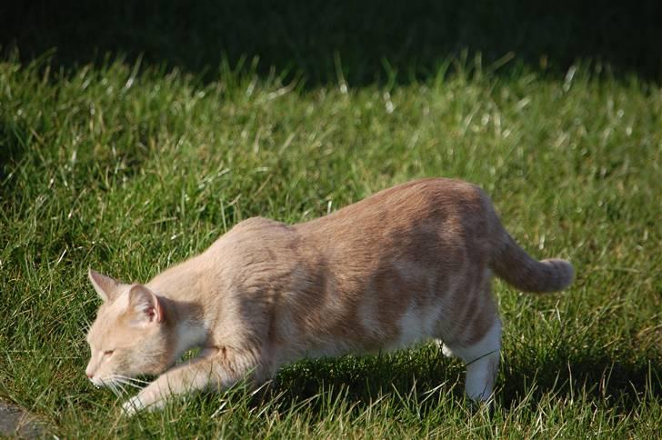 Blanding af racer Luka billede 16