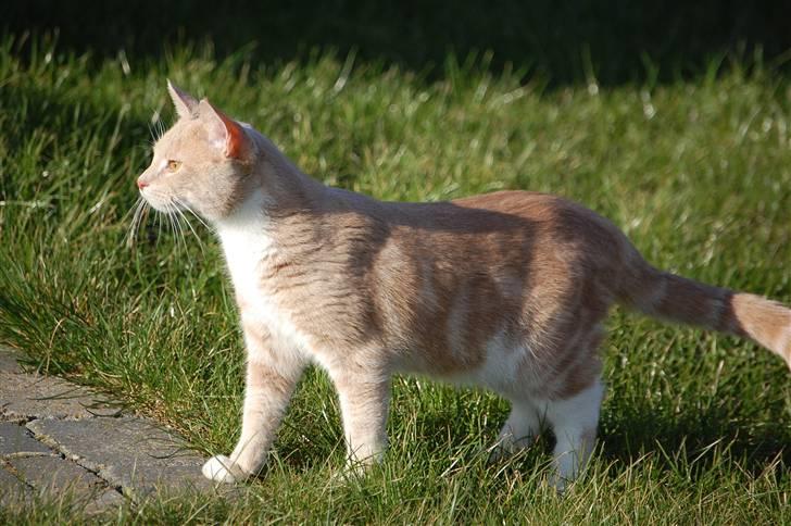 Blanding af racer Luka billede 17