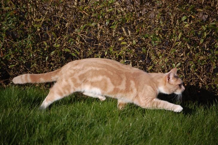 Blanding af racer Luka billede 18