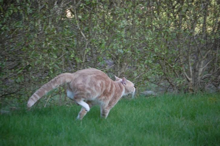 Blanding af racer Luka billede 19