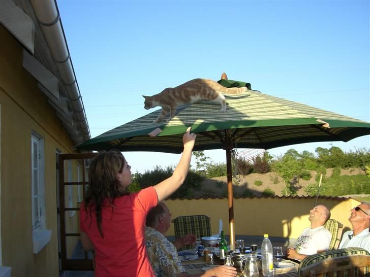 Blanding af racer Luka billede 20