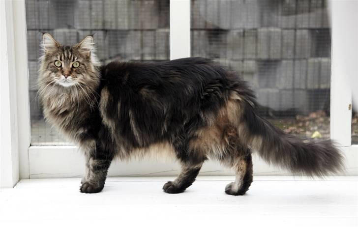 Maine Coon Cosmo  billede 12