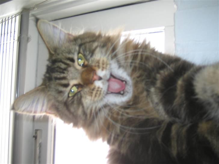 Maine Coon Cosmo  billede 13