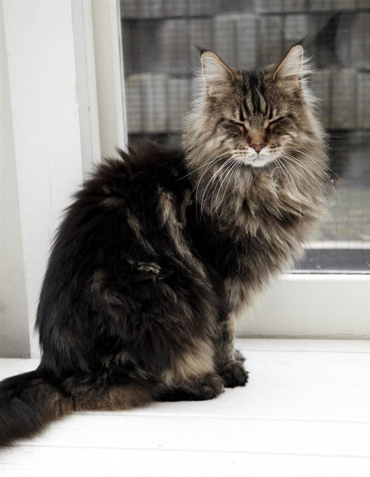 Maine Coon Cosmo  billede 14