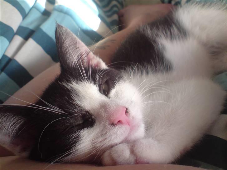 Blanding af racer Bjarne billede 1