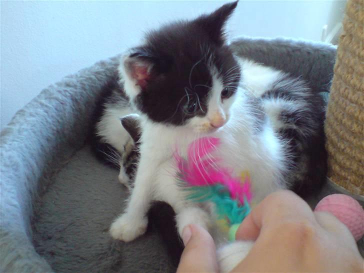 Blanding af racer Bjarne billede 2