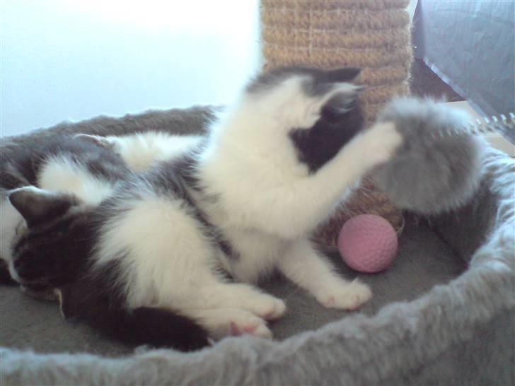 Blanding af racer Bjarne billede 3