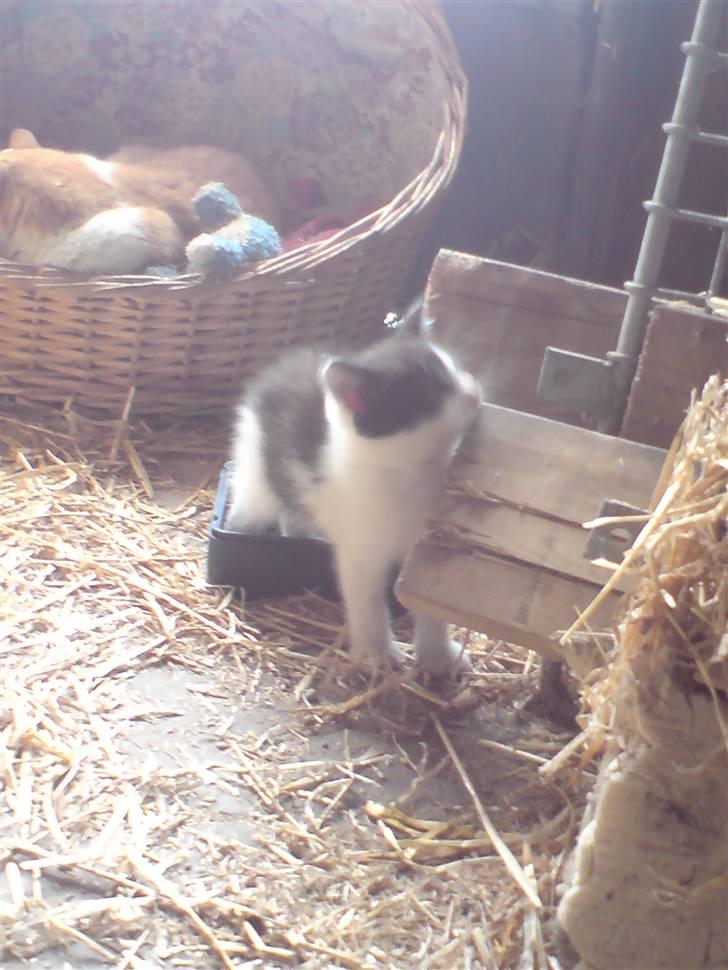 Blanding af racer Bjarne billede 4