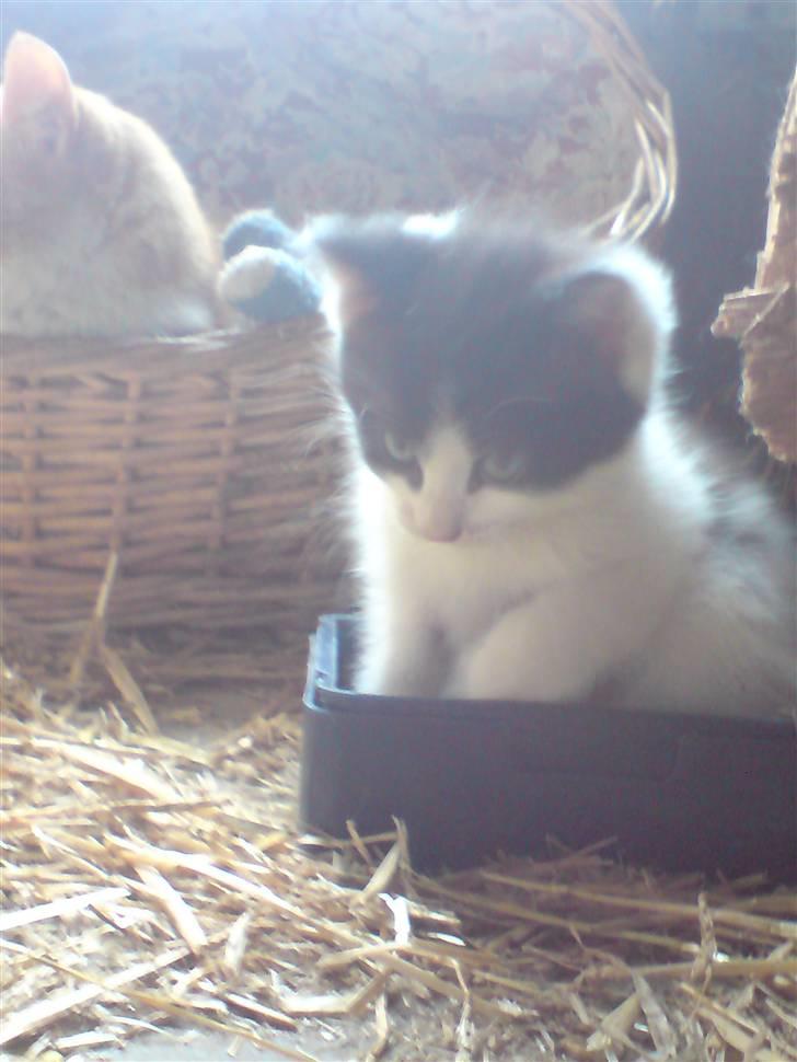 Blanding af racer Bjarne billede 5