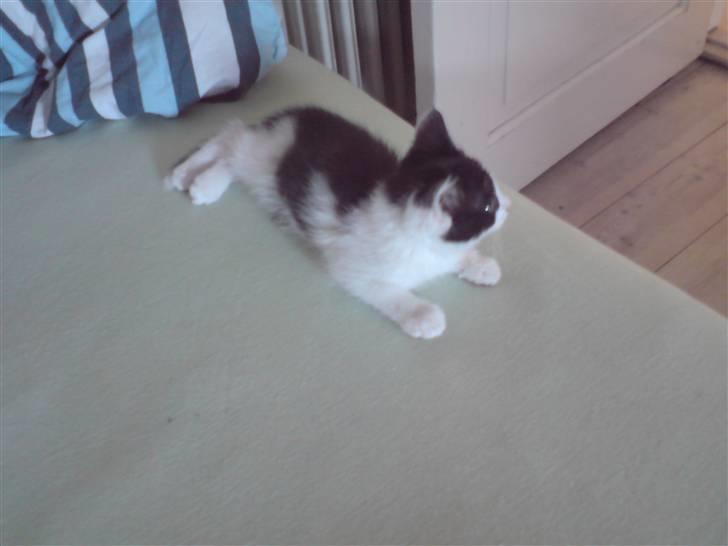 Blanding af racer Bjarne billede 7