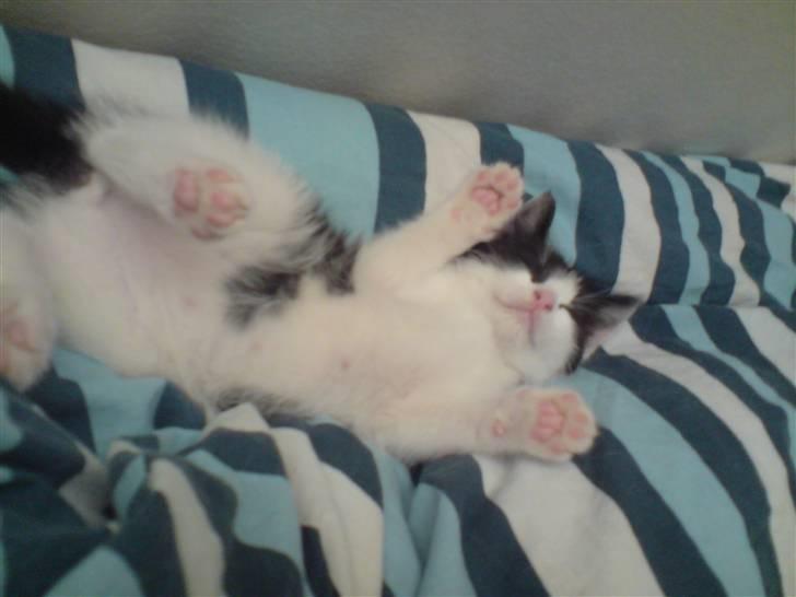 Blanding af racer Bjarne billede 8