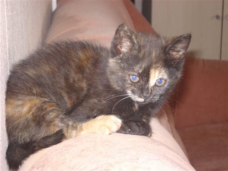 Blanding af racer mille billede 9