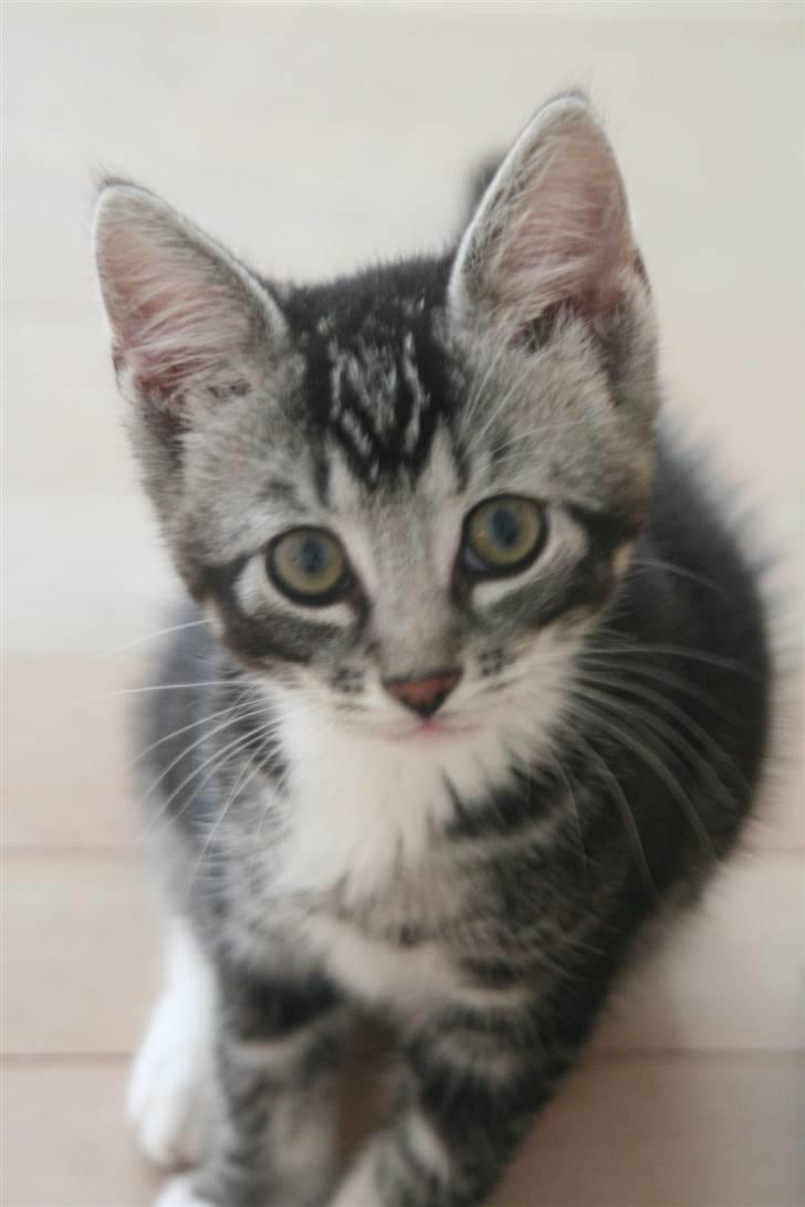 Huskat Mummu billede 2