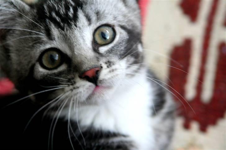 Huskat Mummu billede 3