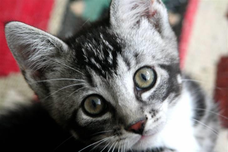 Huskat Mummu billede 4