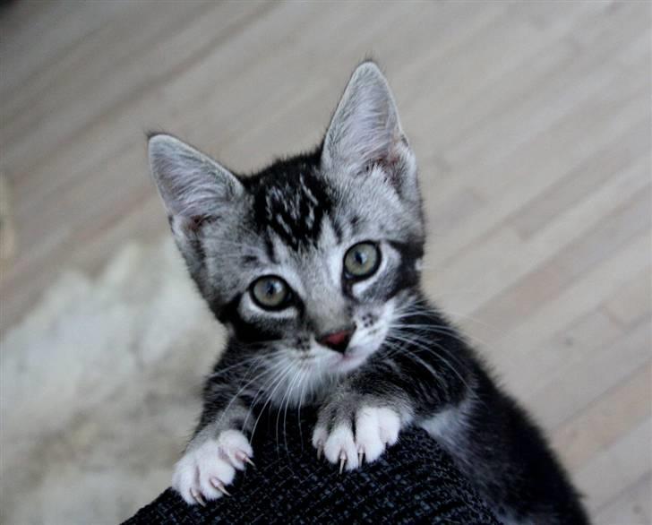 Huskat Mummu billede 5