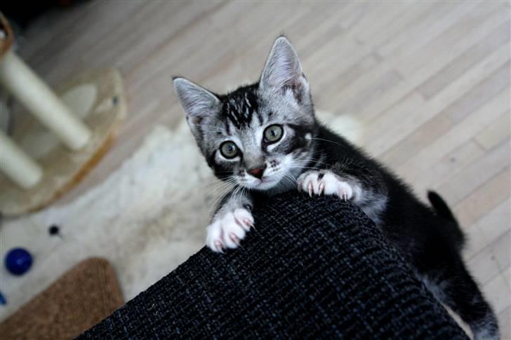 Huskat Mummu billede 7